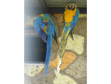 ����֣���� ���