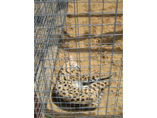 ��������� ����� ��������� �����