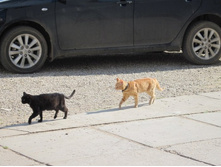 ������� � �������