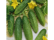 ������ ������ 8,00 ���..JPG