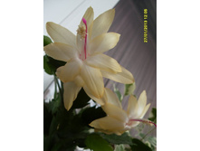 ������ ���������