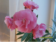 ������� �������