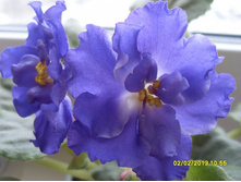 Playful Spectrum �����