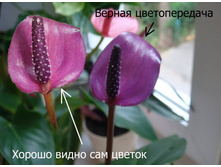 �������� ��������� ��������.jpg