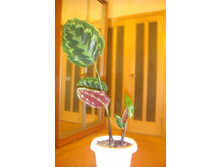 ������� ����� ����2012.JPG