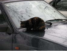 �� �����