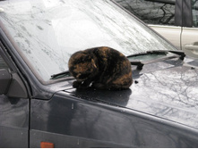 ����������