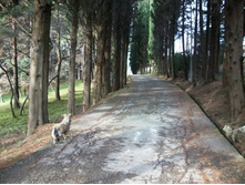 �� ��� ������������ �������