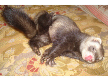 ���� ����