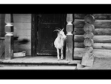 ����. ���� ����������� ���� ��������