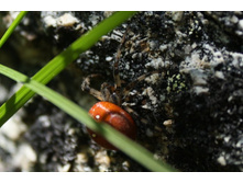 ����-\"�������\"