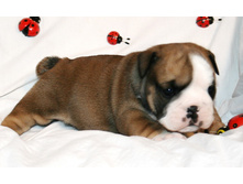 2 ����� 003.jpg