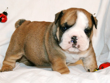 2 ����� 007.jpg