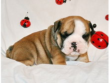 2 ����� 042.jpg