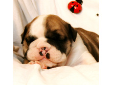 2 ����� 106.jpg