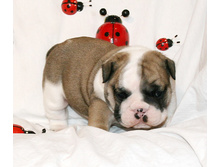 2 ����� 132.jpg