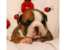 2 ����� 093.jpg