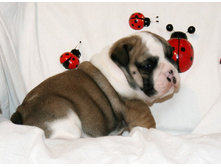 2 ����� 137.jpg