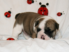 2 ����� 134.jpg