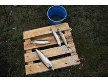 ������, �����