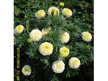 ��������� ����