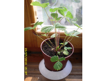 ���������� \"�����������\"