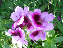 Aristo Lavender, Reglav. �� �����