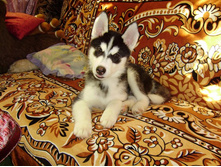 3 ������