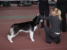 �������, CACIB