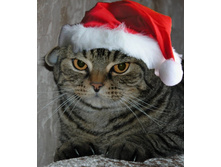 ���������� ���