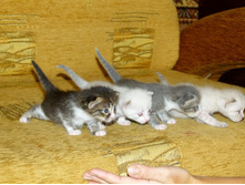 ����� ������� - ��� ����� � ��� ����