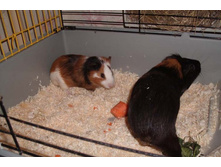 ��� ��� ������� � ޣ����?!