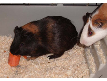 ����! ������� ����������������!