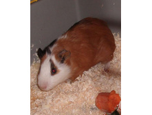 ������ �ݣ, ������ :)