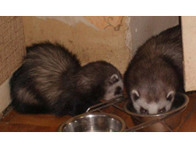 ���� � ��� � ������� ��� ����������...