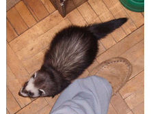 ���� �� �����