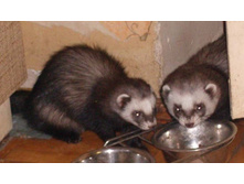 ������ �� �������...