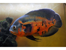 ������ �����