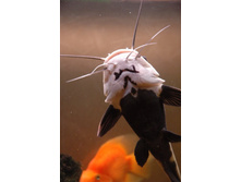 ������� �����