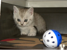 ����� �������