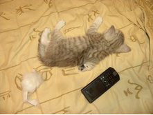 ����� �� ���������, ��������, � �����