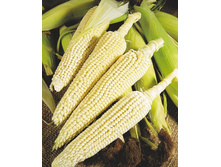 �������� ������� 5,00 ���..jpg