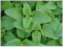 ������� �������� 5,40 ���..jpg