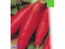 ����� ������� ������� 5,60 ���..jpg