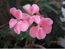 ������ ������� 