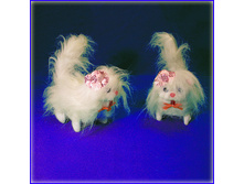 ����� �������� �������� ���������.jpg