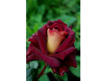 ���� ������.jpg