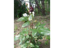 ���� ������.jpg