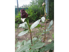 ���� ������ 1.jpg