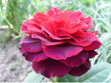 ������ ���....JPG